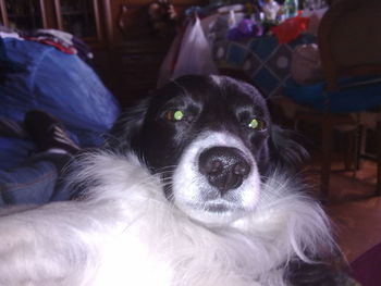 Close-up portrait of dog