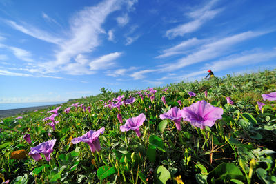 Close-up of pink flowers blooming on field against sky