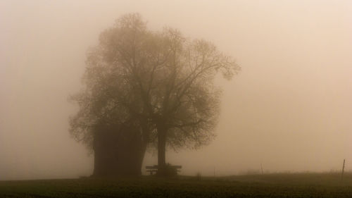 Trees on field against sky during foggy weather