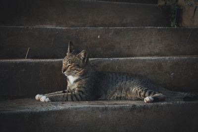 Cat sitting in a looking away