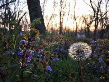 Close-up of purple flowers in field