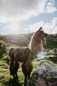 Lama standing in a field in the golden hour