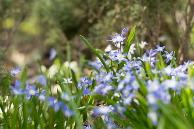 Close-up of purple crocus flowers