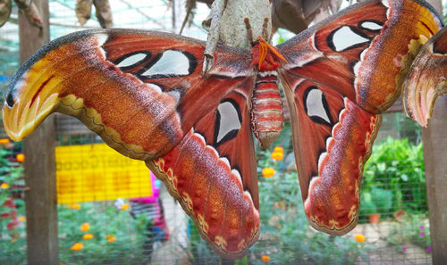 Close-up of animal sculpture