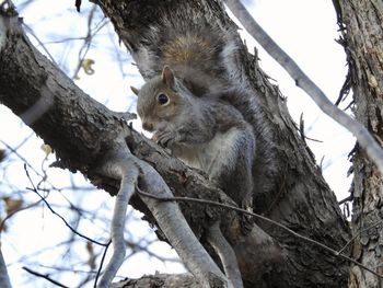 Low angle view of squirrel on tree