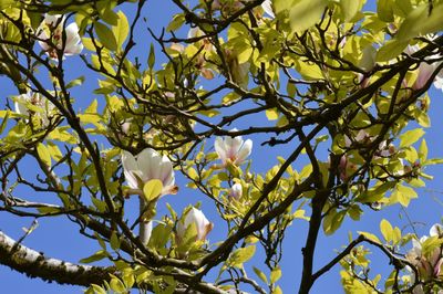 Low angle view of tree against blue sky