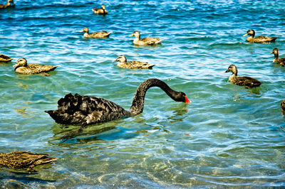 Ducks swimming in sea