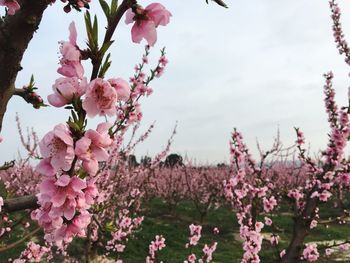 Close-up of pink flowers blooming on tree against sky