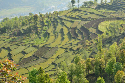 High angle view of agricultural field