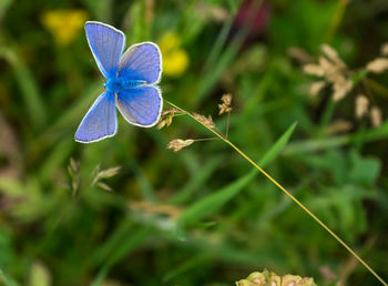 Close-up of purple blue flower