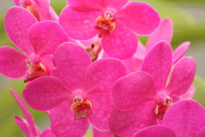 Close-up of pink flowers