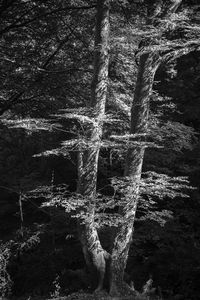 Close-up of tree trunk in forest