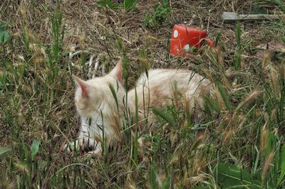 Cat lying on grassy field