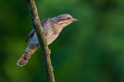 Close-up of bird perching on branch