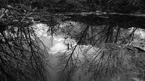 Reflection of bare trees in water