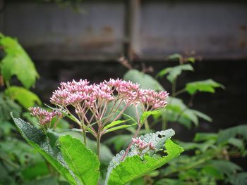 Close-up of pink flowering plant