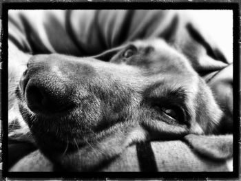 Close-up portrait of a dog