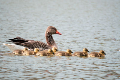 Ducks in a lake