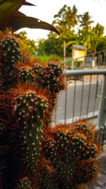 Close-up of cactus plant