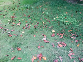 High angle view of sunlight falling on leaves on field