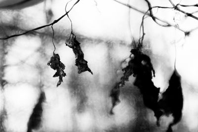 Close-up of horse against sky