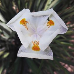 Close-up of flower blooming outdoors