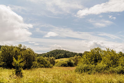 Trees on field against sky