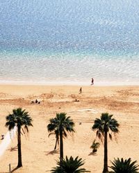 High angle view of palm trees on beach against the water