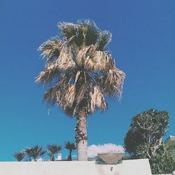 Low angle view of palm trees against clear blue sky
