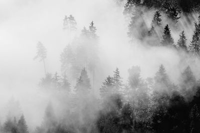 Trees in forest during foggy weather