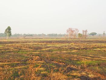 Scenic view of field against clear sky