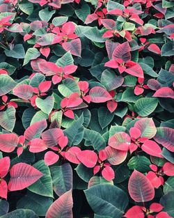 High angle view of pink flowering plant