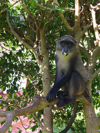 Low angle view of monkey sitting on tree