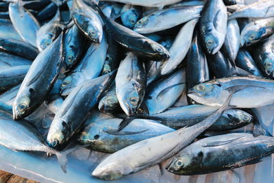 High angle view of fish for sale