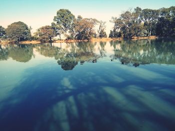 Reflection of trees in calm lake