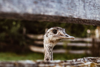 A greater rhea bird photographed through planks of wood in southern germany.