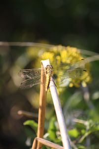 Close-up of dragonfly on plant