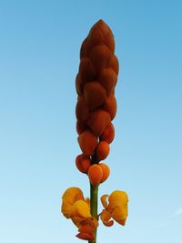 Low angle view of berries against clear blue sky