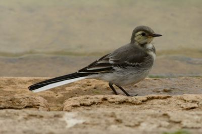Bird perching on rock