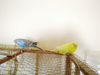 Bird perching in cage against sky