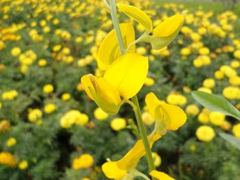 Close-up of yellow flowers blooming outdoors