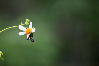 Close-up of butterfly pollinating on flower