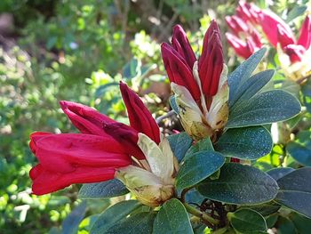 Close-up of red flowering plant