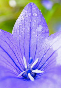 Macro shot of water drops on flower