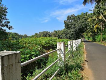 Plants and trees by fence against sky