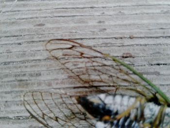 Close-up of insect on wood