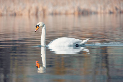 Swan swimming in lake