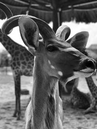 Close-up portrait of deer
