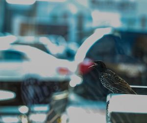 Close-up of plant against blurred background