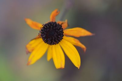 Close-up of yellow flower